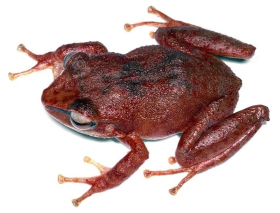 Caribbean Frog Family Tree