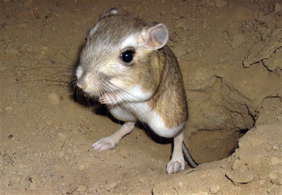 Scientists count kangaroo rats from outer space