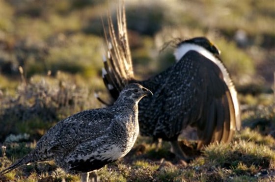 SAGE GROUSE
