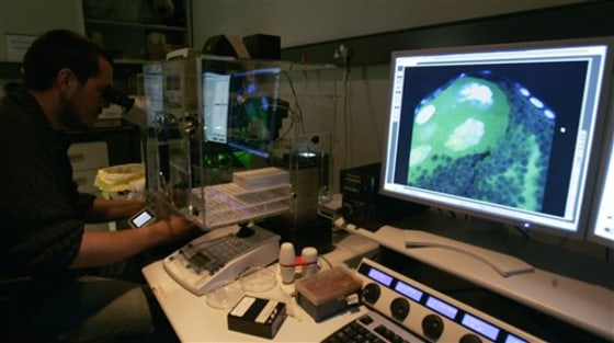 BRITAIN MUTANT MOSQUITOS