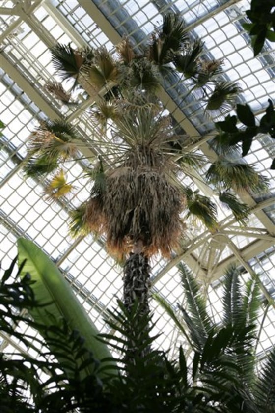 Austria Empress Palm