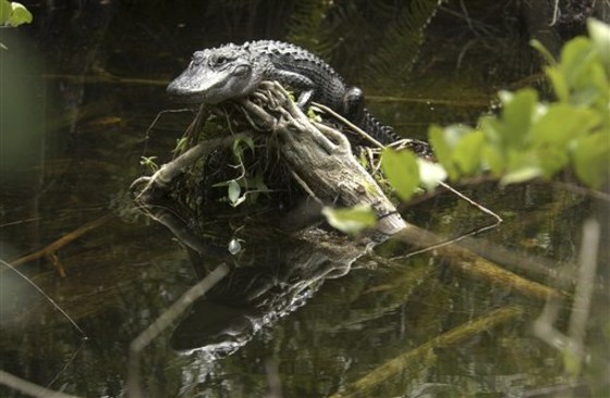 Everglades Restoration