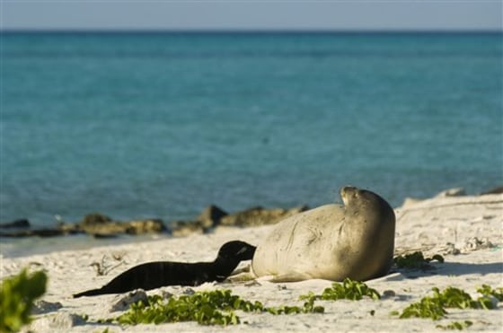 Saving Monk Seals