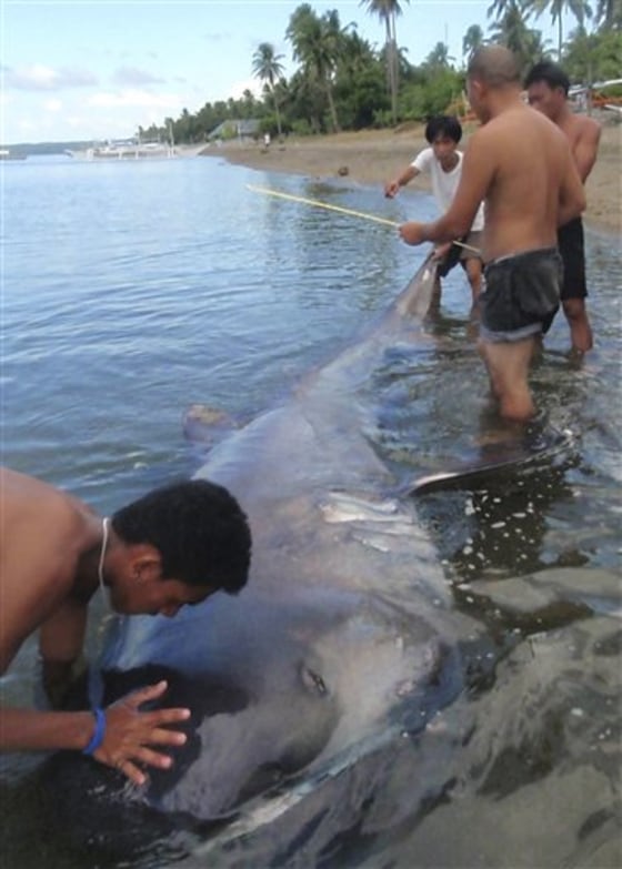 Phlippines Rare Shark