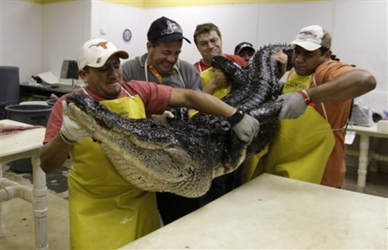 Roughly 6,000 alligators are killed each year in Florida during the 11-week public hunting season from August to November. Most end up at one of the state's 34 licensed processors.