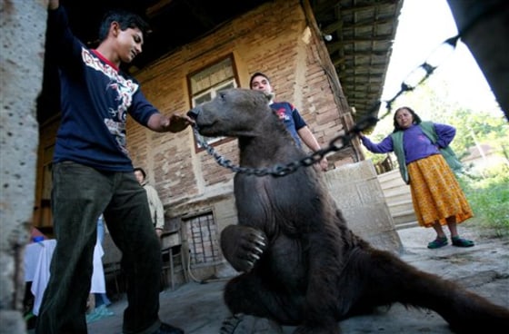 BULGARIA DANCING BEARS