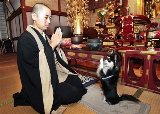 Japan Praying Dog