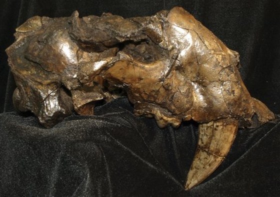 Venezuela Saber-toothed Cats