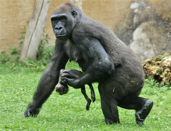 APTOPIX Germany Mourning Gorilla