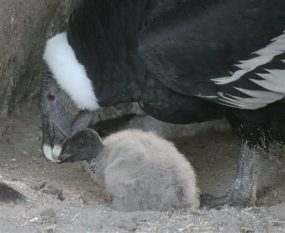 Condor Chick