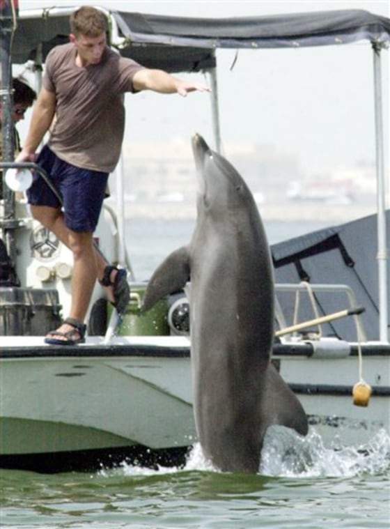 DOLPHIN DEFENDERS