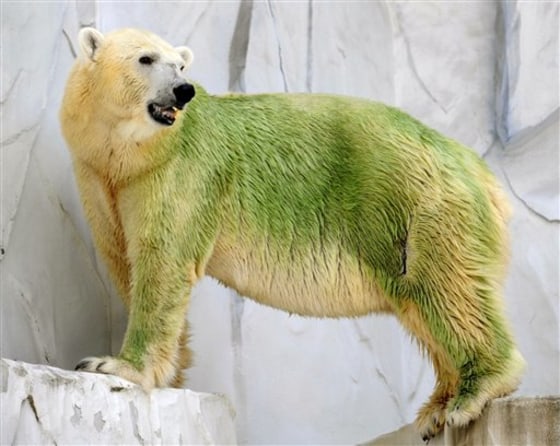 Green polar bears puzzle zoo visitors