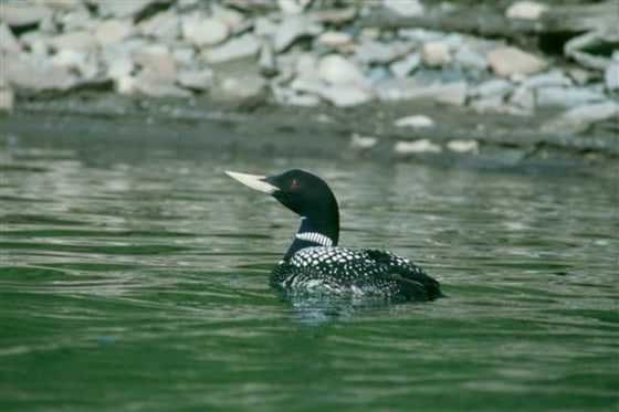 Loon Listing