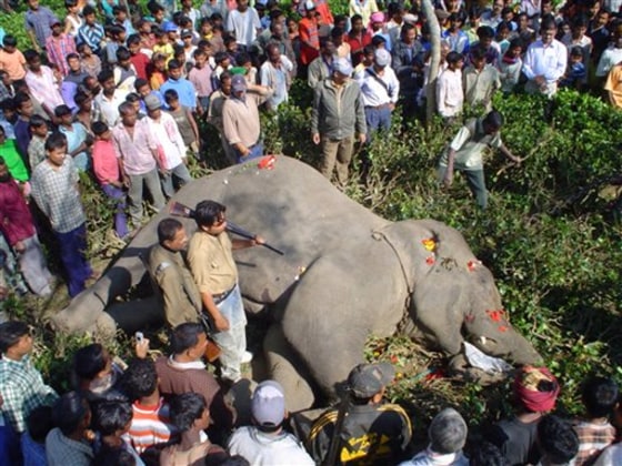 INDIA KILLER ELEPHANT