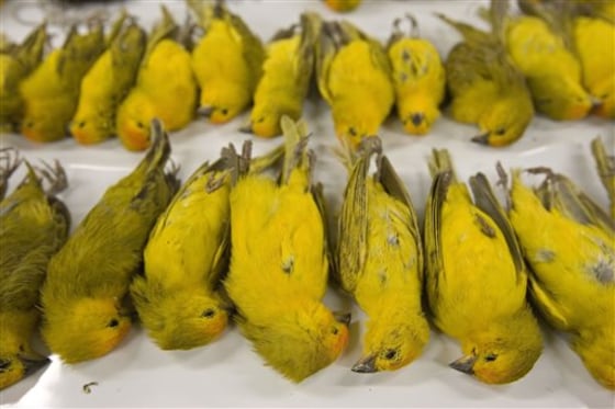 Brazil Smuggled Birds