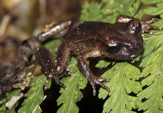 New Zealand Rare Frogs