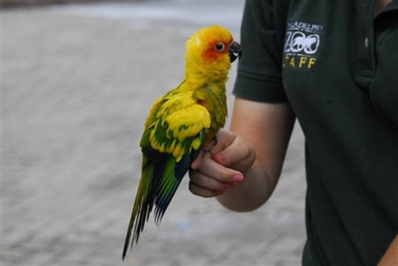 ODD Zoo Missing Bird