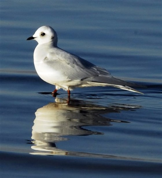 ADDITION AMAZING GULL