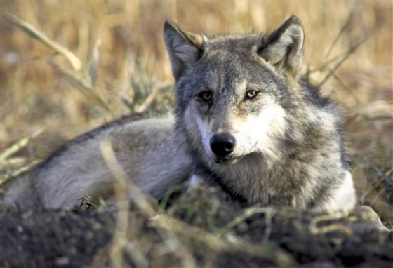 A gray wolf rests in tall grass in this undated photo provided by the U.S. Fish and Wildlife Service.