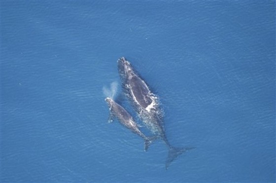 RIGHT WHALES