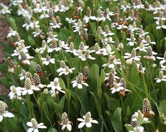 Saving Medicinal Herbs