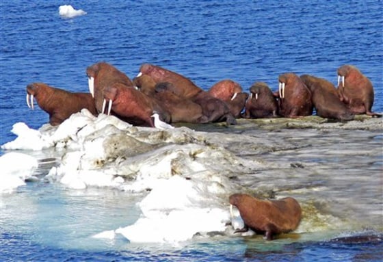 Pacific Walrus