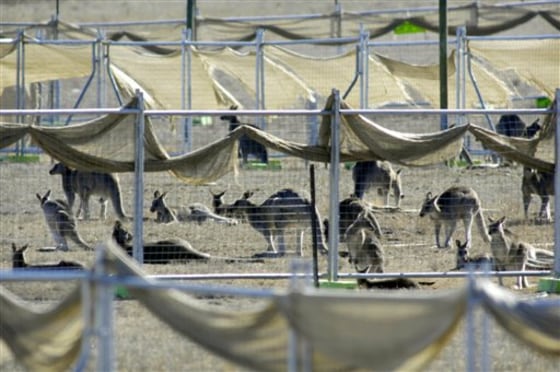 Australia Kangaroo Killing
