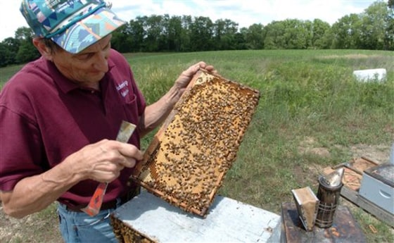 Dying Bees