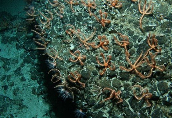 Antarctica Sea Mounts