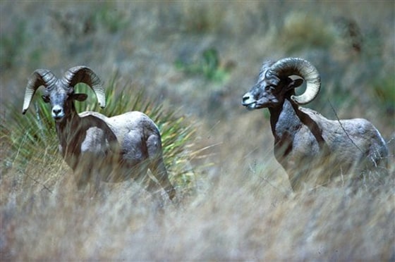 BIGHORN COMEBACK