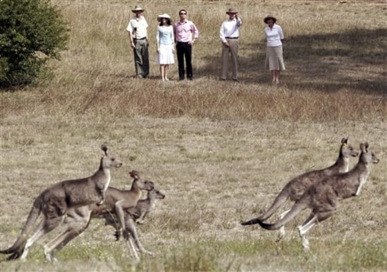 Australia Too Many Roos