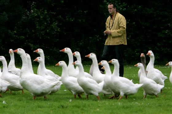 NETHERLANDS GOOSE WHISPERER
