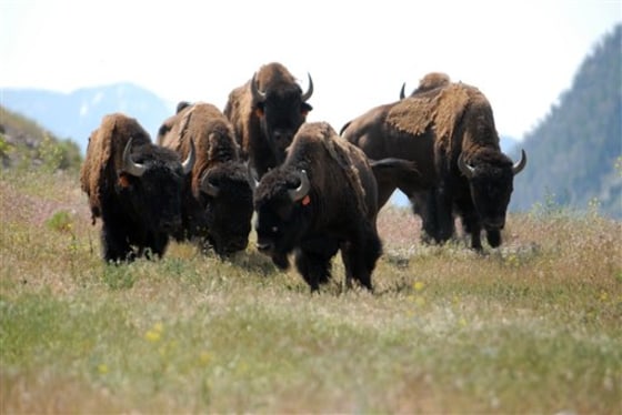 Return of the Buffalo