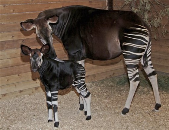 BABY OKAPI
