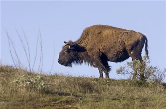 Catalina Bison