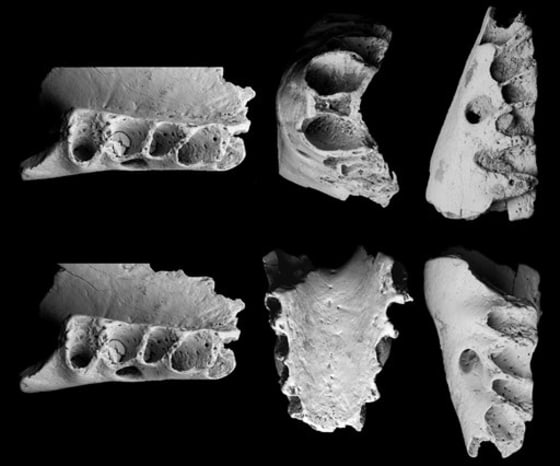 NEW ZEALAND FOSSIL DISCOVERY