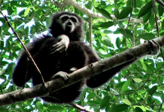 THAILAND SINGING GIBBONS