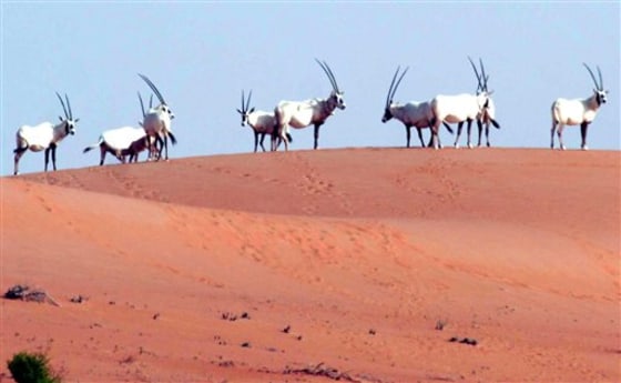 BC-ME-GEN--EMIRATES-ARABIAN ORYX.