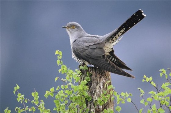 Britain Cuckoo Threat