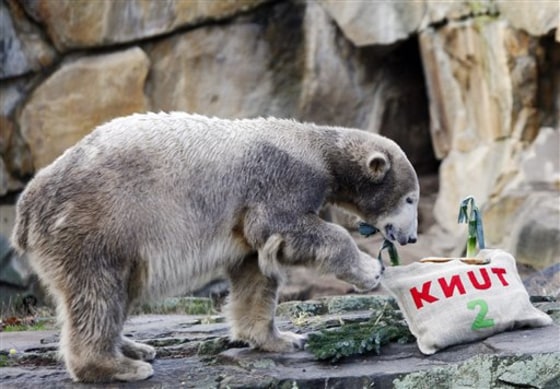 Germany Knut Birthday