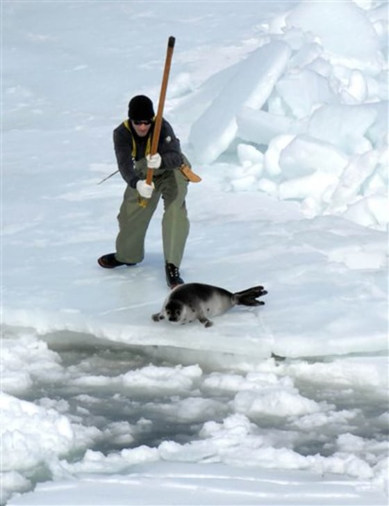 Canada Seal Hunt