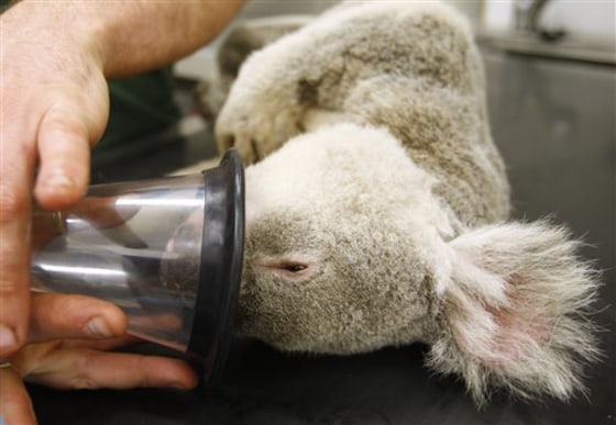 Australia Stressed Koalas