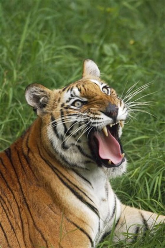 India Disappearing Tigers