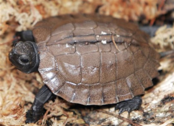Endangered Asian turtle hatched at zoo