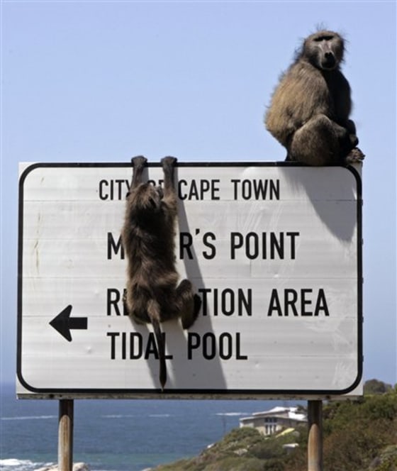 SOUTH AFRICA BABOONS