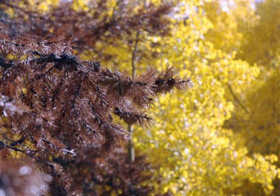 Forest Devastation Fuel