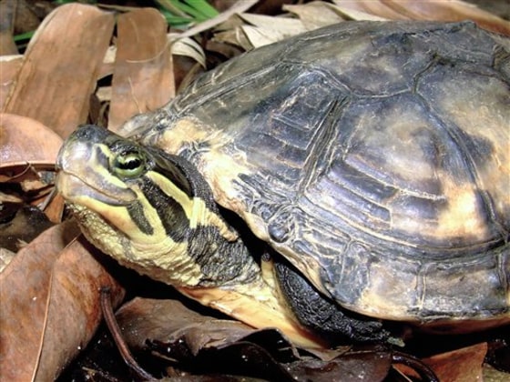 VIETNAM ENGANGERED TURTLE
