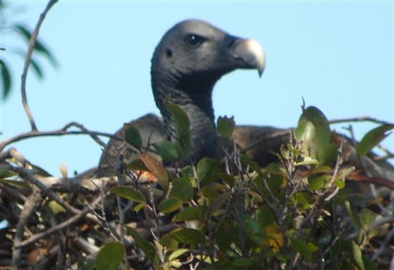 Cambodia Vultures