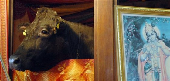 Shambo the sacred bull faces uncertain fate