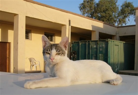 The 'Cat Lady of Baghdad' saves the strays
